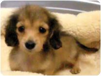 ミニチュアダックス(ロング)