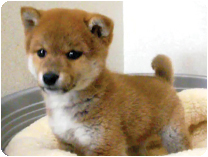 柴犬 by NIPPON PET（大垣）