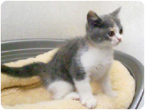 ブリティッシュショートヘアー by イズミペット（岐阜）