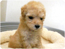 トイプードル by イズミペット（岐阜）