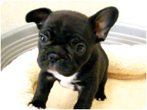 フレンチブルドッグ