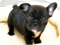 フレンチブルドッグ by イズミペット（岐阜）