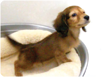 カニンヘンダックスフンド by NIPPON PET（大垣）