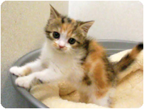 スコティッシュフォールド