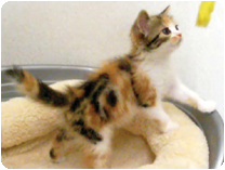 スコティッシュフォールド by NIPPON PET（大垣）