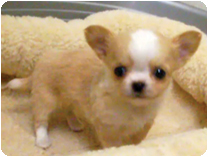 チワワ（ロングコート）by NIPPON PET（大垣）