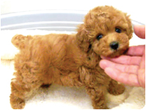 トイプードル by イズミペット（岐阜）