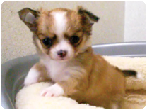 チワワ（ロングコート）