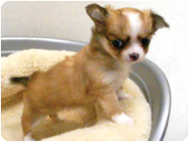 チワワ（ロングコート） by イズミペット（岐阜）