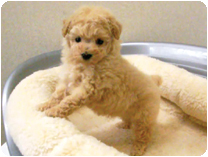 トイプードル by イズミペット（岐阜）