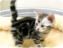 アメリカンショートヘアー