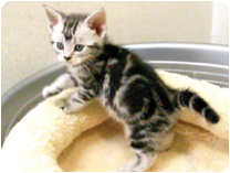 アメリカンショートヘアー by イズミペット（岐阜）