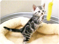 アメリカンショートヘアー