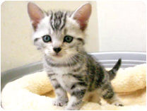 アメリカンショートヘアー by イズミペット（岐阜）