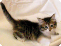 メイン・クーン by イズミペット（岐阜）