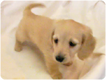 カニンヘンダックスフンド by イズミペット（岐阜）