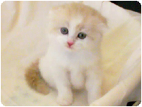 スコティッシュフォールド