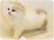 スコティッシュフォールド by イズミペット（岐阜）