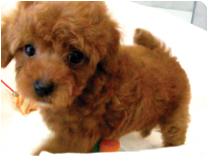 トイプードル by イズミペット（岐阜）