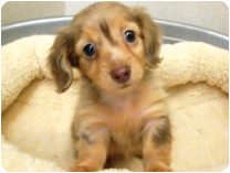 カニンヘンダックス