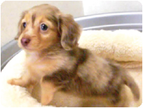 カニンヘンダックスフンド by NIPPON PET（大垣）