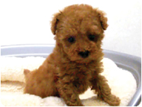 トイプードル by NIPPON PET（大垣）