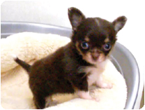 チワワ（ロングコート）by NIPPON PET（大垣）