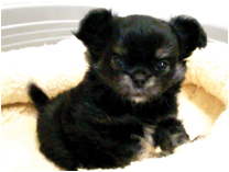 チワワ（ロングコート）