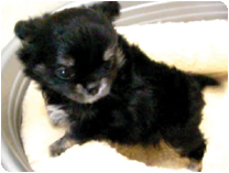 チワワ（ロングコート）by NIPPON PET（大垣）