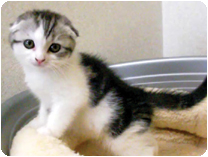 スコティッシュフォールド