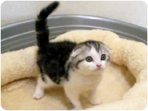 スコティッシュフォールド by NIPPON PET（大垣）