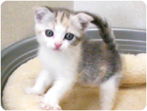 スコティッシュフォールド