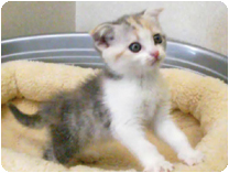 スコティッシュフォールド by イズミペット（岐阜）