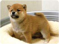 柴犬 by イズミペット（岐阜）