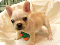 フレンチブルドッグ