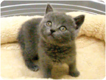 ブリティッシュショートヘアー