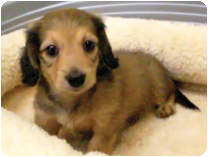 ミニチュアダックス(ロングーヘアー)