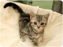 アメリカンショートヘアー