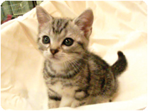 アメリカンショートヘアー by イズミペット（岐阜）