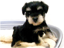 ミニチュアシュナウザー