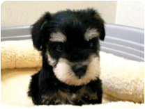 ミニチュアシュナウザー by イズミペット（岐阜）