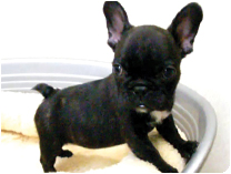 フレンチブルドッグ by NIPPON PET（大垣）