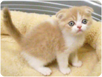 スコティッシュフォールド