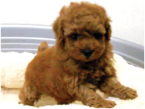 トイプードル by IZUMI PETS&CARE（岐阜のペットショップ）