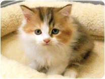 スコティッシュフォールド