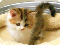 スコティッシュフォールド by NIPPON PET（大垣）