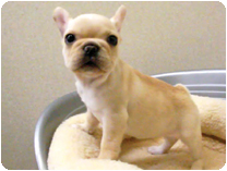 フレンチブルドッグ