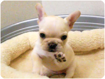 フレンチブルドッグ by NIPPON PET（大垣）