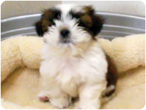 シーズー by NIPPON PET（大垣）