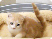 スコティッシュフォールド